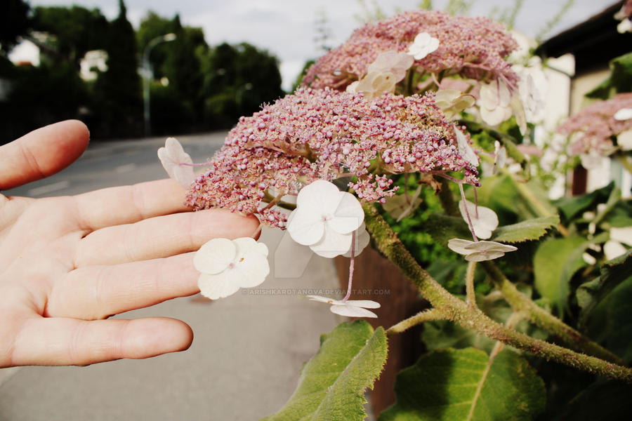 Amazing flowers in Swiss.