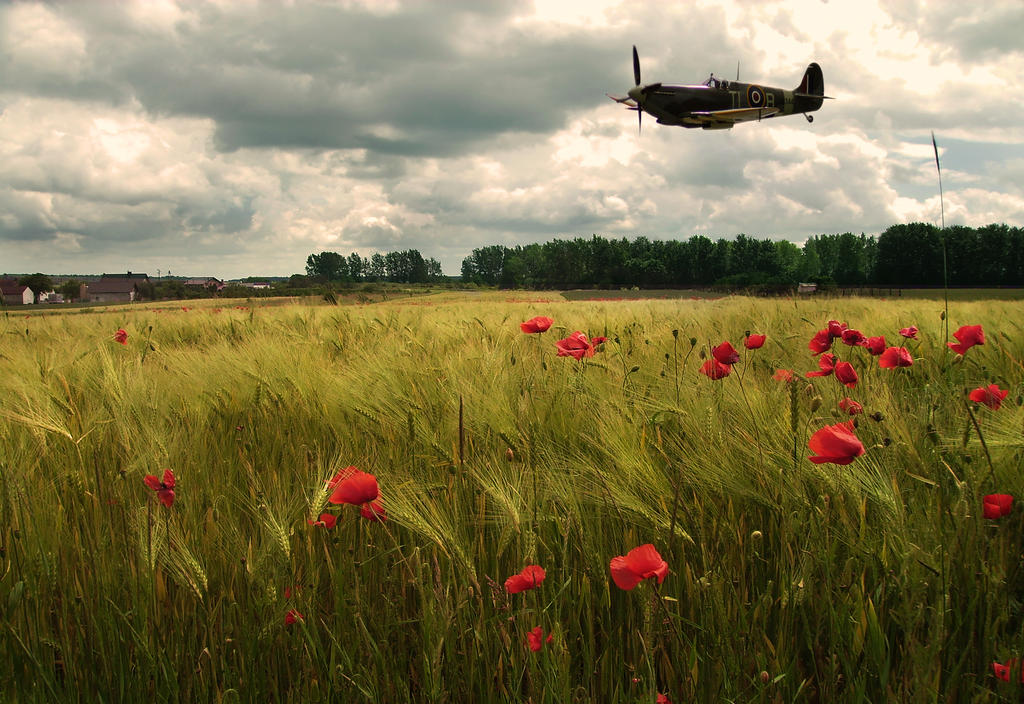 Poppy Field Spitfire