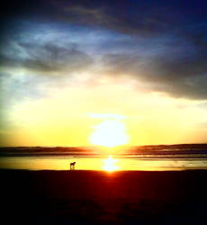 Doggy in the Sunset