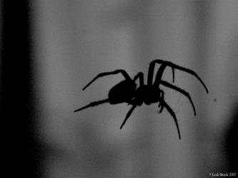 Spider Silhouette