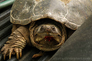 Snapping Turtle