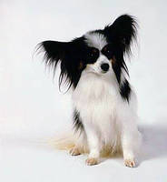 My favorite dog 2 papillon