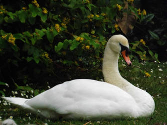 An Adult swan