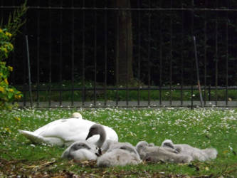 An Adult swan and her cygnets