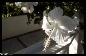 Exotic White Flower