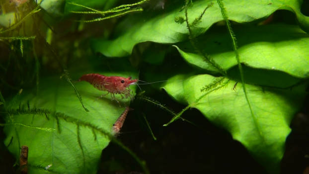 Cherry Red Shrimp 2