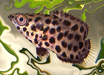 Baby Leopard Bush Fish