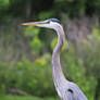 His Majesty's Profile