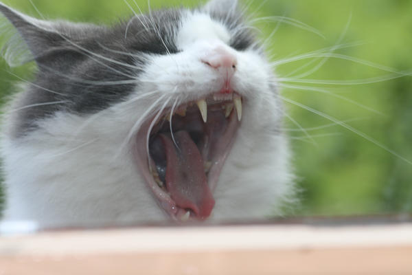 joe yawning 2