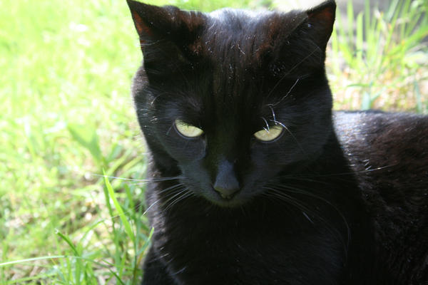 sootie