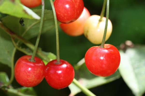 cherries are red