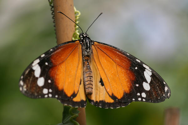 orange butterfly