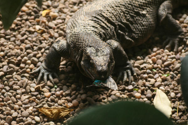 lizard eating a butterfly