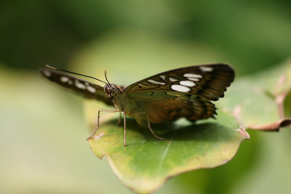 spotty butterfly