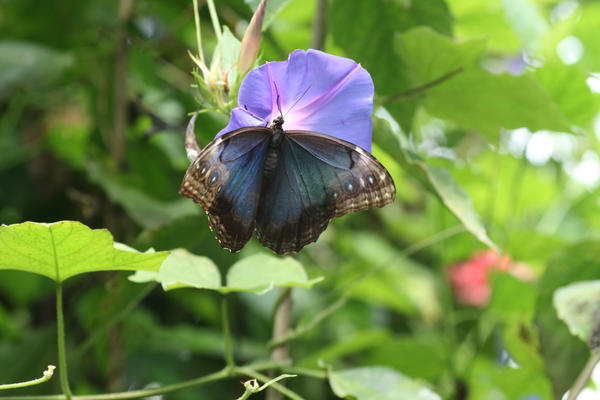 blue butterfly