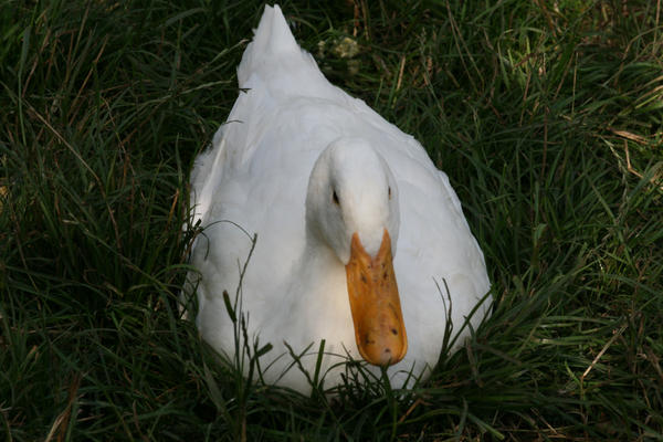 white duck :D