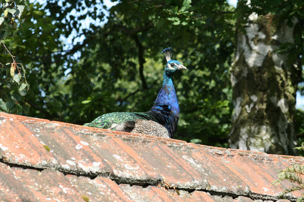 peacock on the roof