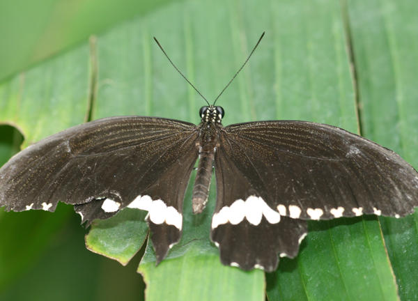 black butterfly