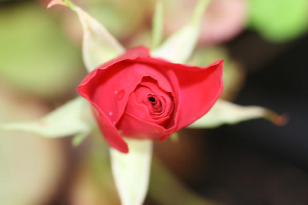 small garden rose