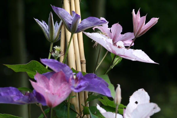 paper flowers