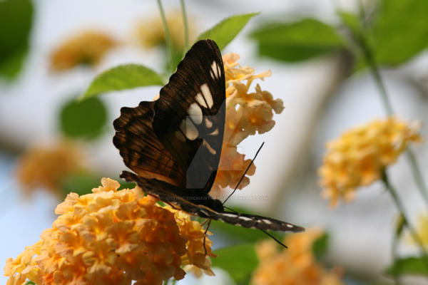 brown and white butterfly 2