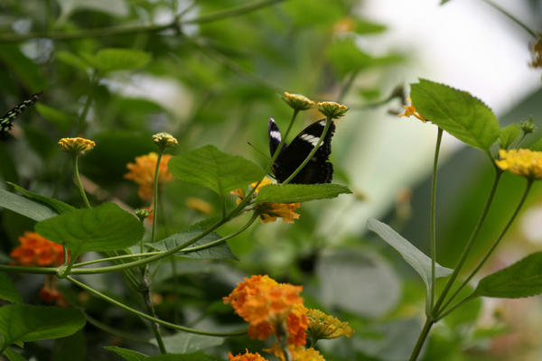 far away butterfly