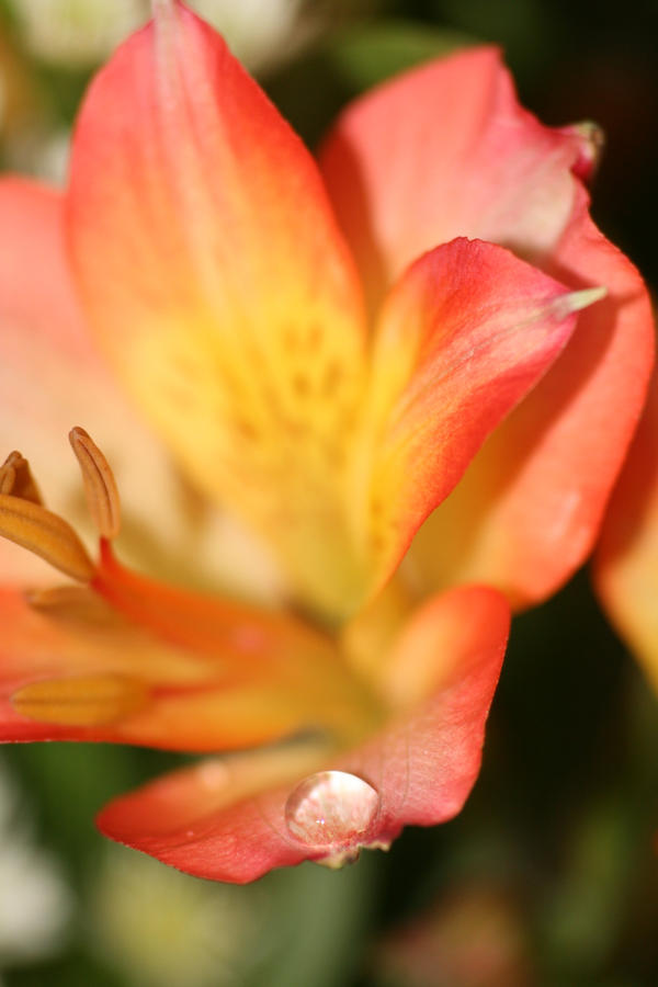 water droplet on lily