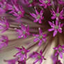 Allium I