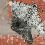 Peppered moths