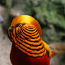 Chinese golden pheasant