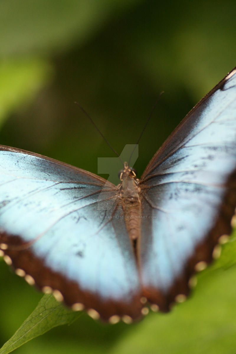 Blue Morpho