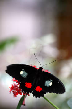 Fly away...