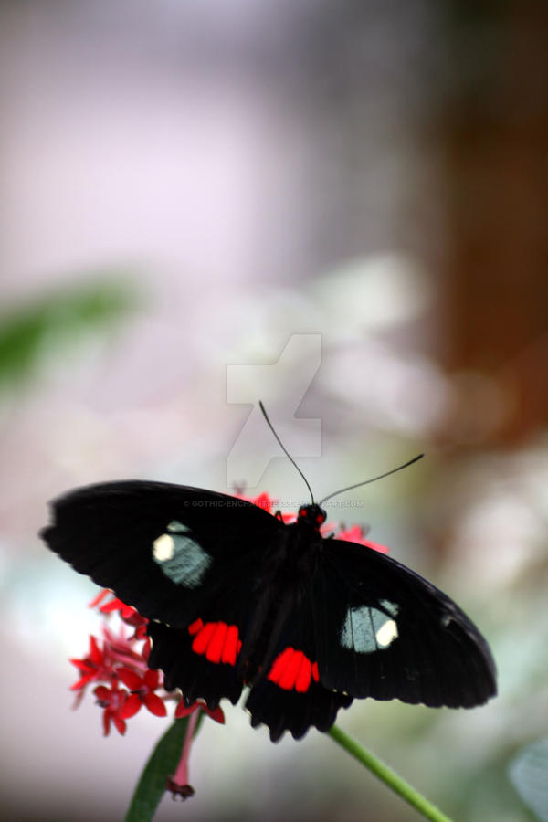 Fly away...