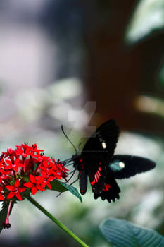 Fly away... II