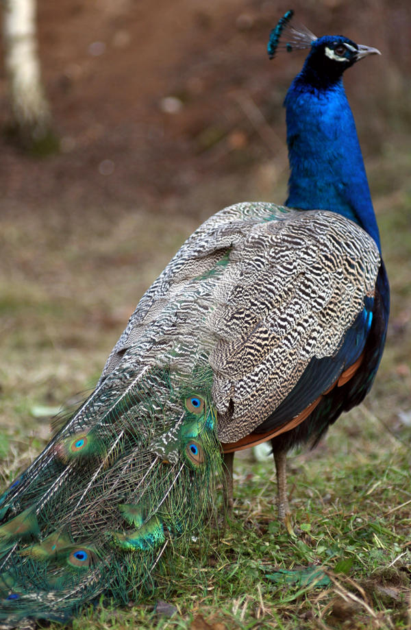Peacock