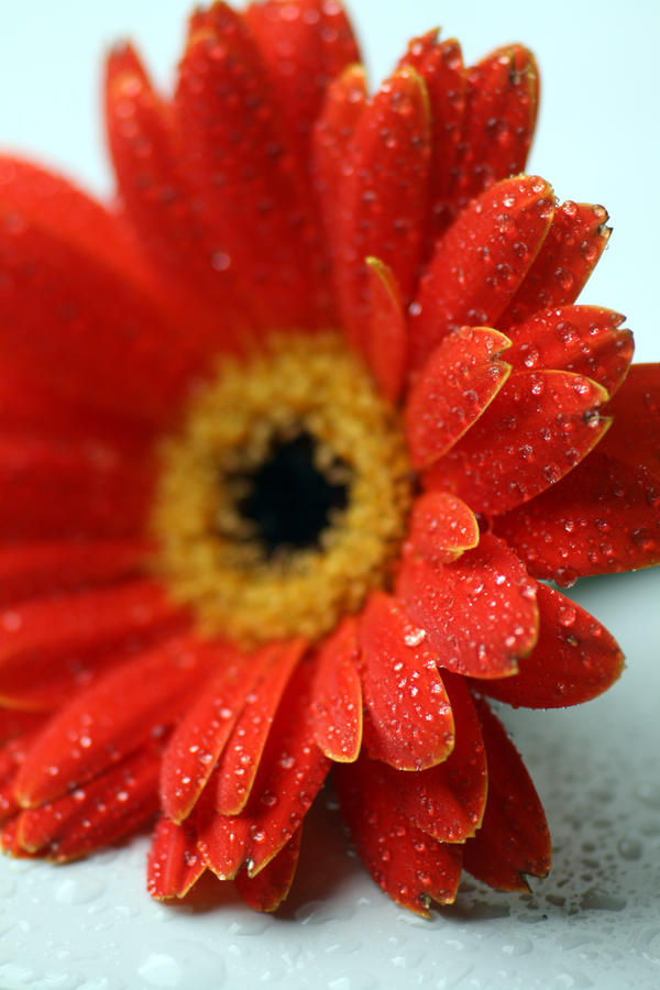 Gerbera