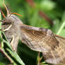 Poplar Hawkmoth