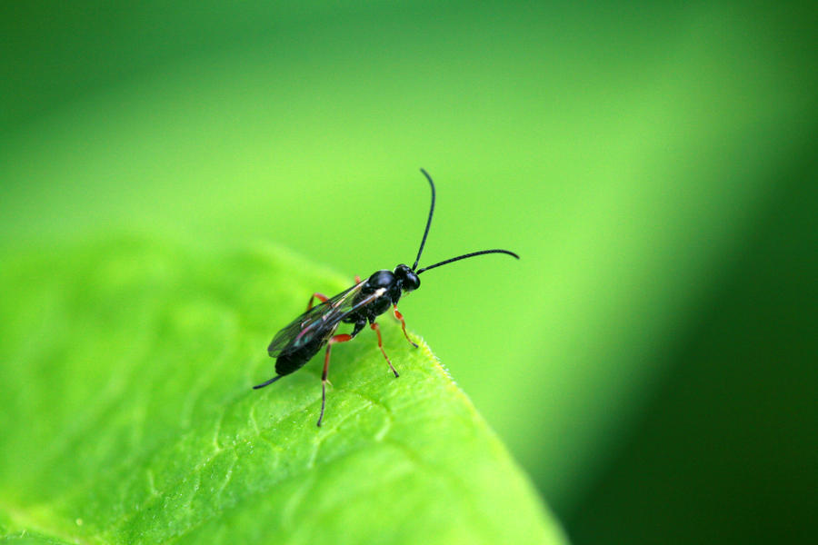 Bug