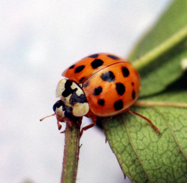 Ladybird