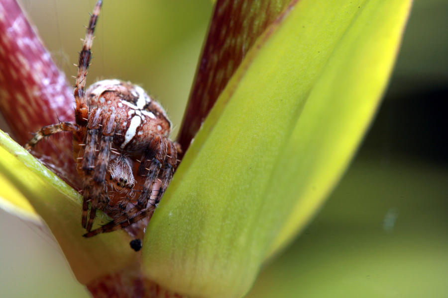 August Spider