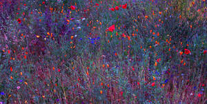 Klimt's flower garden