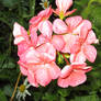 geranium photo