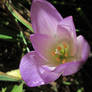 Colchicum-2