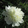 White Peony