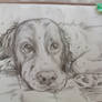 Rex