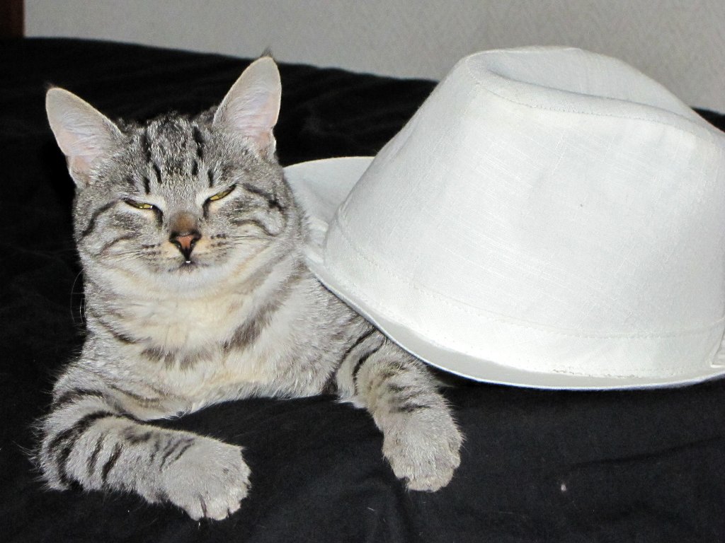 Cat With The Hat