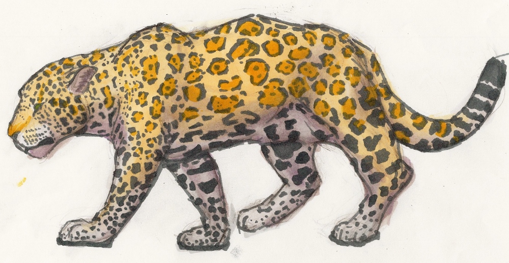 J is for Jaguar