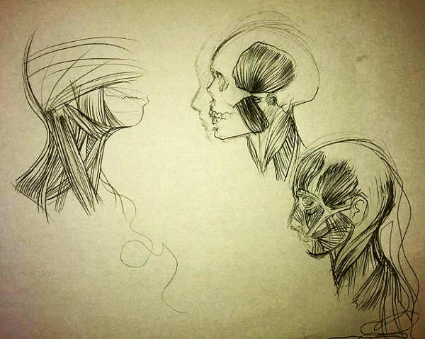 anatomy doodles by Murata on DeviantArt
