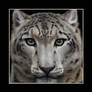 Snow Leopard (Panthera Uncia)