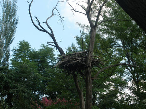 Big Nest...